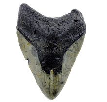Fossiele tand van de Megalodon
