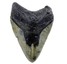 Fossil Megalodon Haifischzahn