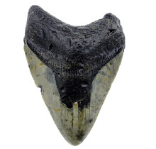 Fossiler Zahn des Megalodon