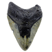 Fossiele Megalodon tand 9 cm