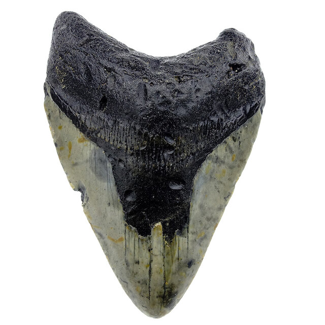Fossil tooth of the Megalodon Fossil tooth of the Megalodon