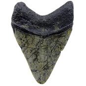 Fossil tooth of the Megalodon Fossil tooth of the Megalodon