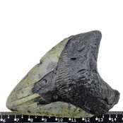 Fossiele tand van de Megalodon Fossiele tand van de Megalodon