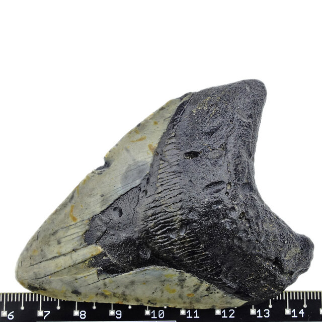 Fossiele tand van de Megalodon Fossiele tand van de Megalodon