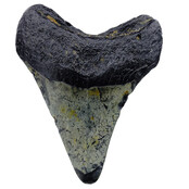 Fossil tooth of the Megalodon