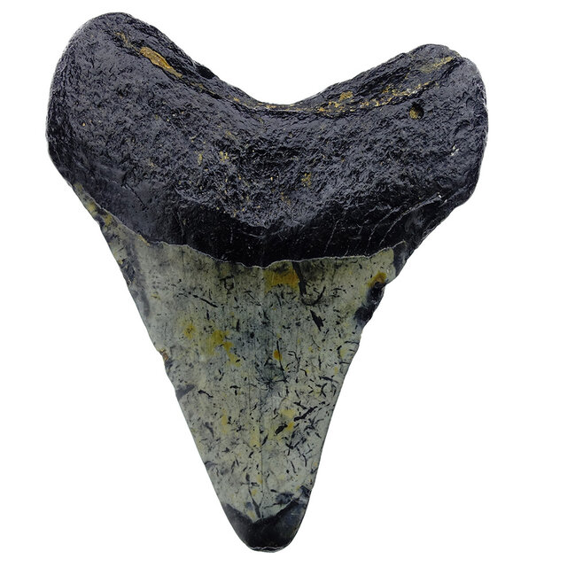 Fossil tooth of the Megalodon