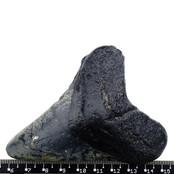 Fossiler Zahn des Megalodon Fossiler Zahn des Megalodon