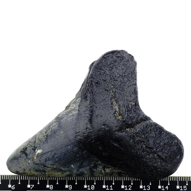 Fossiler Zahn des Megalodon Fossiler Zahn des Megalodon