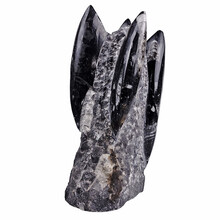 Orthocerasstand 18 cm