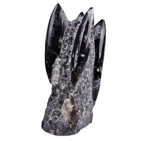 Orthoceras staander 18 cm