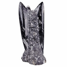 Orthocerasstand 22 cm