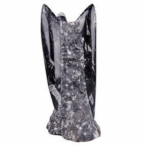 Orthoceras staander 22 cm