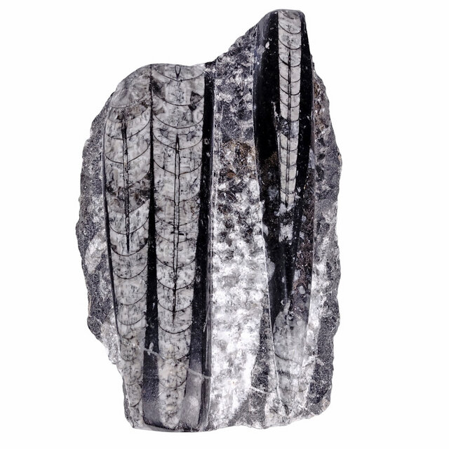 Orthoceras from Morocco