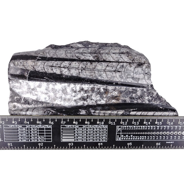 Orthoceras from Morocco