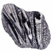 Orthoceras uit Marokko Orthoceras uit Marokko