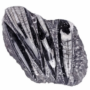 Orthoceras