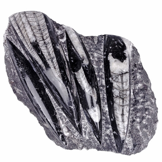 Orthoceras from Morocco Orthoceras from Morocco