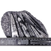 Orthoceras uit Marokko Orthoceras uit Marokko