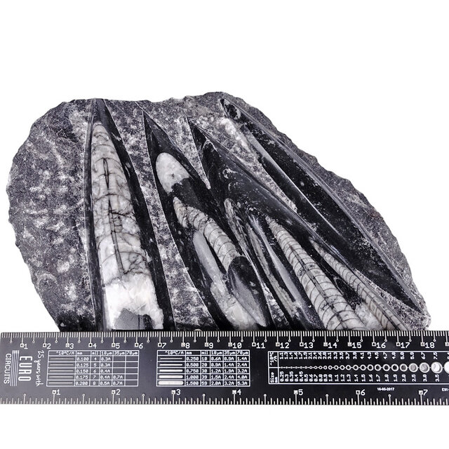 Orthoceras from Morocco Orthoceras from Morocco