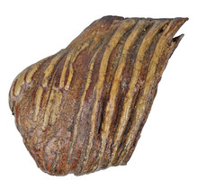 100.000 Jahre alter Mammoet-Backenzahn, 840 Gramm