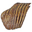 100.000 Jahre alter Mammoet-Backenzahn, 840 Gramm