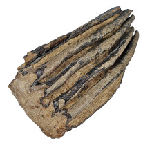 100,000 year old Mammoet molar, 625 grams