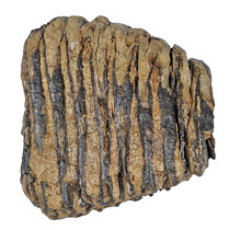 100,000 year old Mammoet molar, 700 grams