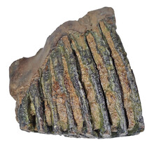 100.000 Jahre alter Mammoet-Backenzahn, 830 Gramm