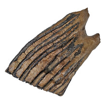 100,000 year old Mammoet molar, 600 grams