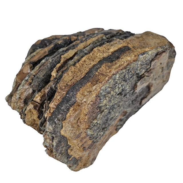 100.000 Jahre alter Mammoet-Backenzahn, 720 Gramm 100.000 Jahre alter Mammoet-Backenzahn, 720 Gramm