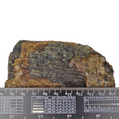 100,000 year old Mammoet molar, 720 grams 100,000 year old Mammoet molar, 720 grams