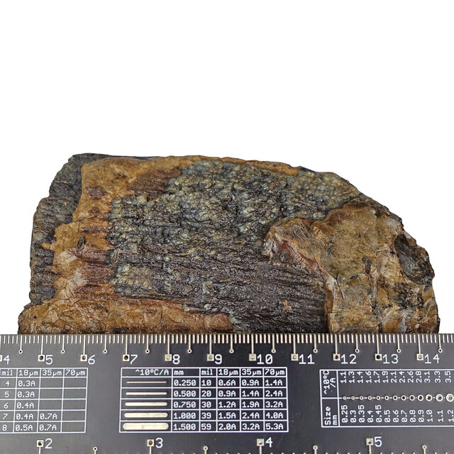 100.000 Jahre alter Mammoet-Backenzahn, 720 Gramm 100.000 Jahre alter Mammoet-Backenzahn, 720 Gramm