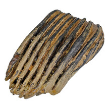 100,000 year old Mammoet molar, 1145 grams