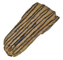 100.000 jaar oude Mammoet kies, 780 gram
