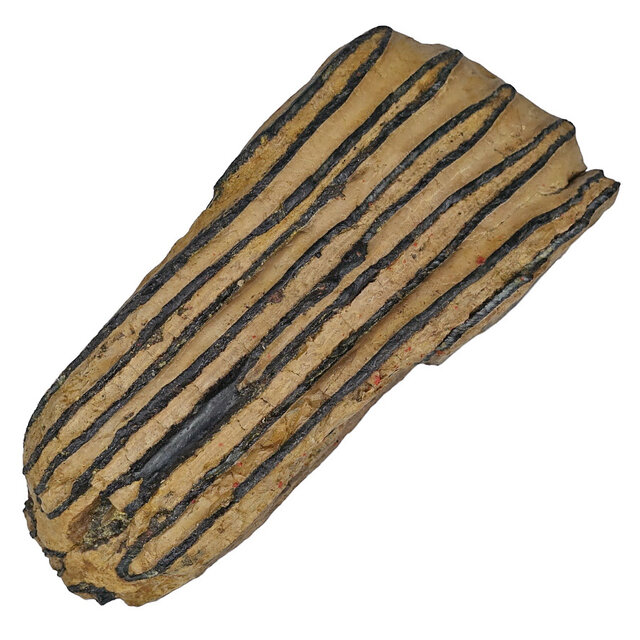 100,000 year old Mammoet molar, 780 grams 100,000 year old Mammoet molar, 780 grams