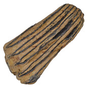 100,000 year old Mammoet molar, 780 grams 100,000 year old Mammoet molar, 780 grams
