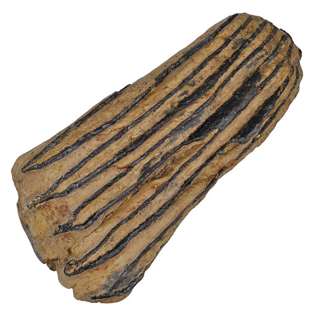 100,000 year old Mammoet molar, 780 grams 100,000 year old Mammoet molar, 780 grams