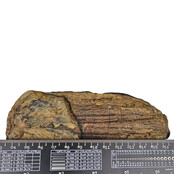 100.000 Jahre alter Mammoet-Backenzahn, 780 Gramm 100.000 Jahre alter Mammoet-Backenzahn, 780 Gramm