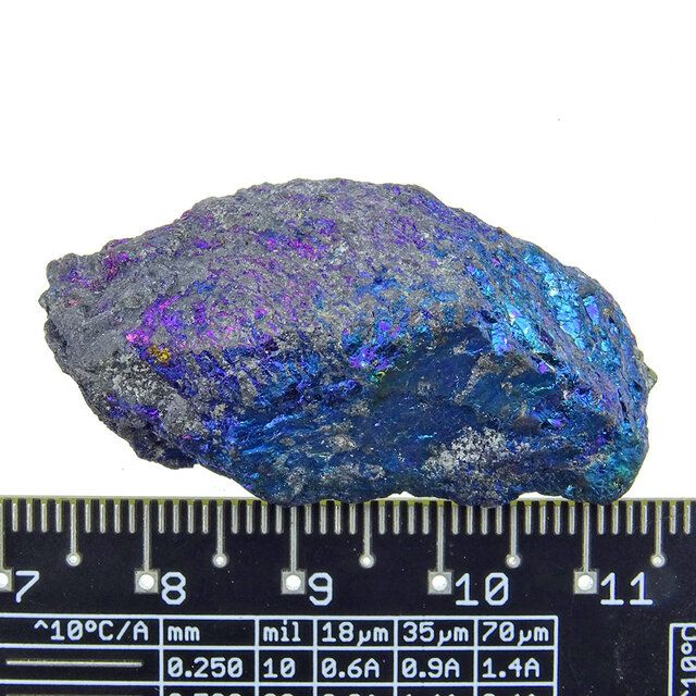 Borniet of pauwenerts Borniet of pauwenerts