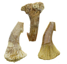 Sawfish tooth Morocco 3 pieces