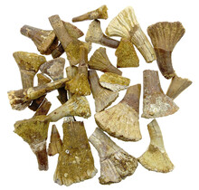 Sawfish tooth fragments Morocco 25 pieces