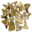 Sägefisch Zahn Fragmente Marokko 25 Stück