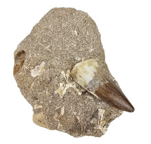 Tooth of the mosasaur in matrix