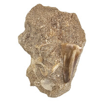 Tooth of the mosasaur in matrix