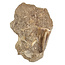 Tooth of the mosasaur in matrix