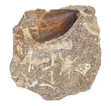 Tooth of the mosasaur in matrix