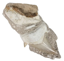 Fossiler Otodus-Zahn in Matrix eingebettet