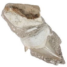 Fossil Otodus tooth in matrix