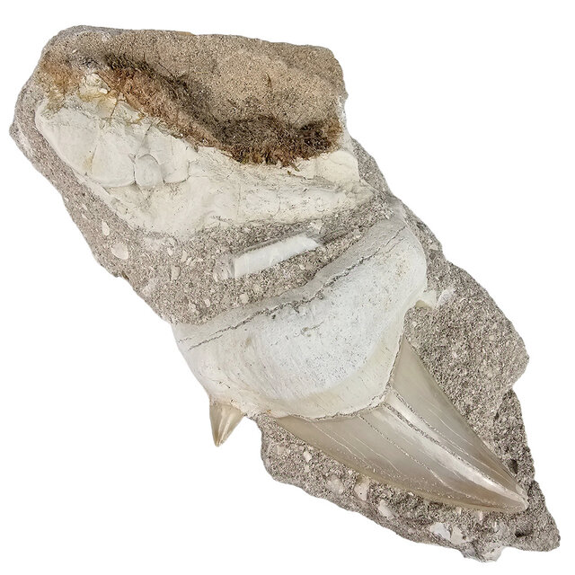 Fossil Otodus tooth embedded in matrix Fossil Otodus tooth embedded in matrix