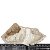 Fossil Otodus tooth embedded in matrix Fossil Otodus tooth embedded in matrix